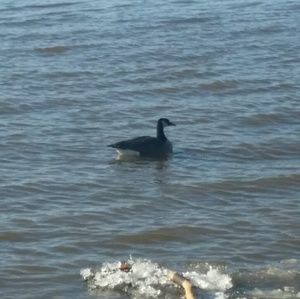 Meet your Posher, Kaylynne